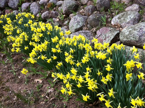 Claire's Daffodils